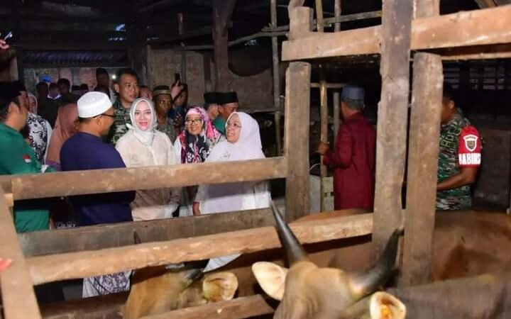 Harapan Bupati Mura, Program Z-Cow Penggemukan Sapi Bantu Masyarakat Prasejahtera